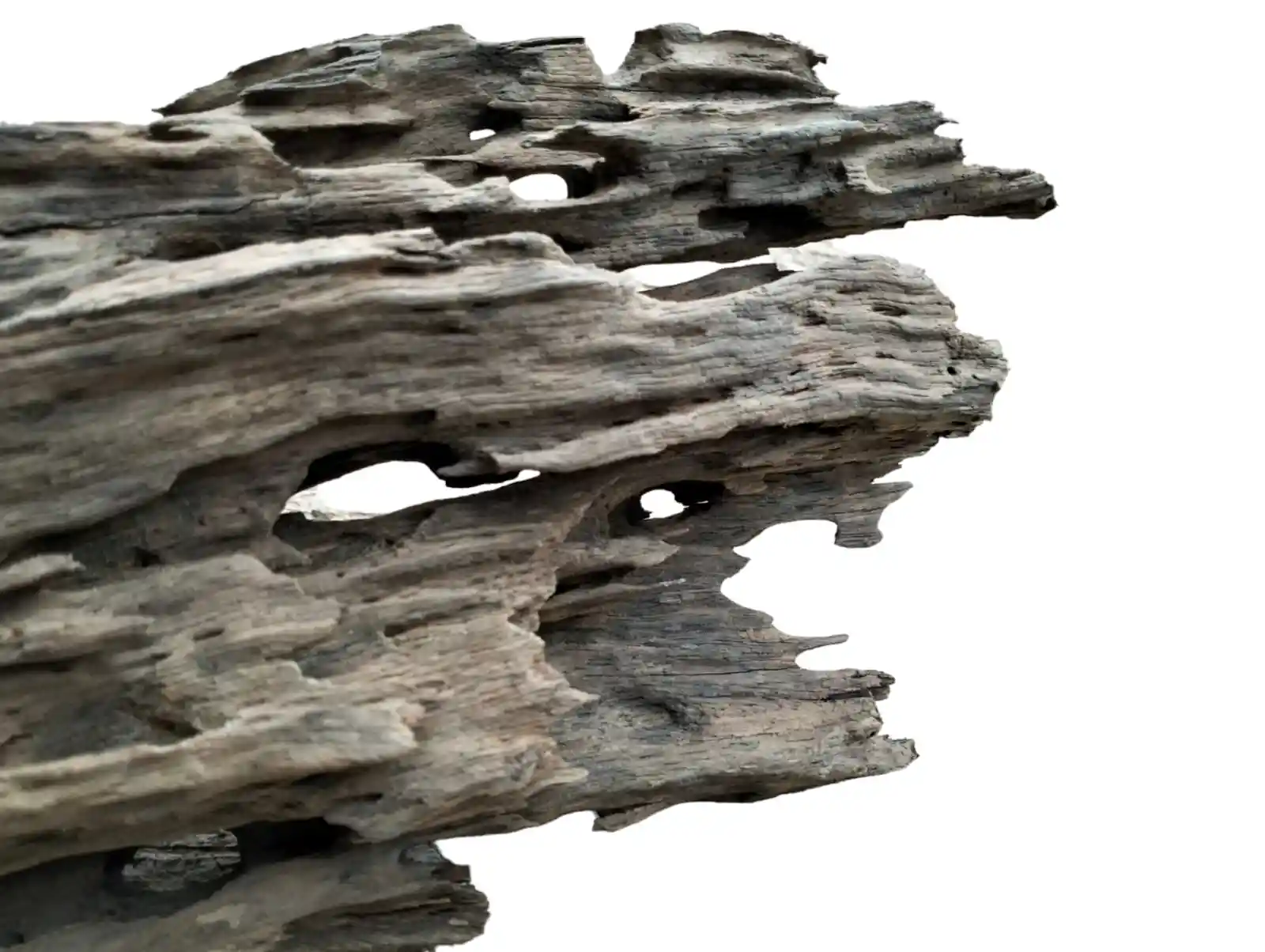 Black Dragon Wood for Landscape