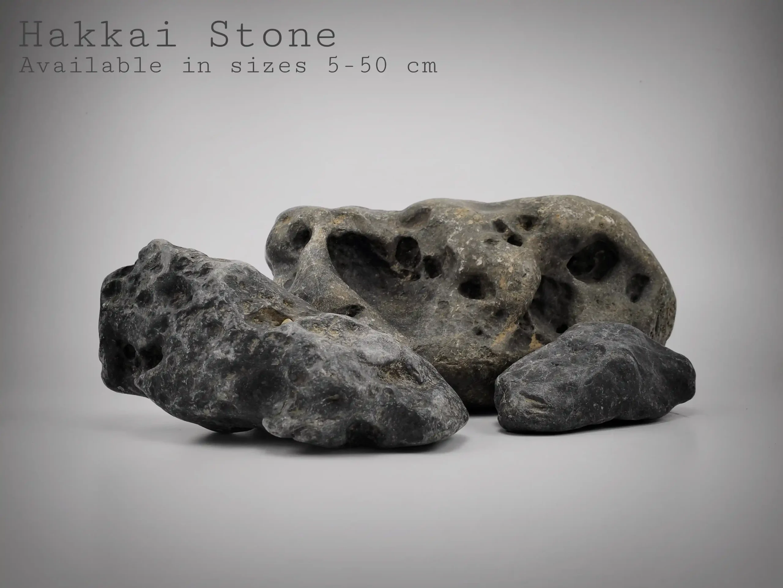 Hakkai Stone for Reptile