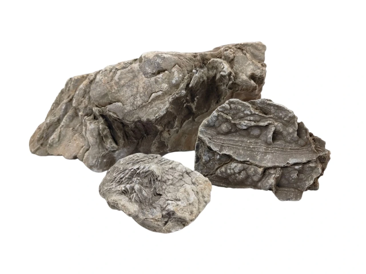 Mavi Stone for Reptile